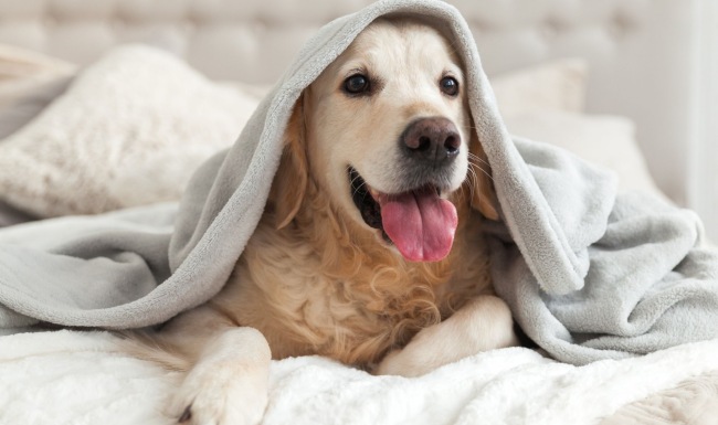 Furry Friends welcome!