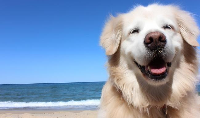 a dog on a beach