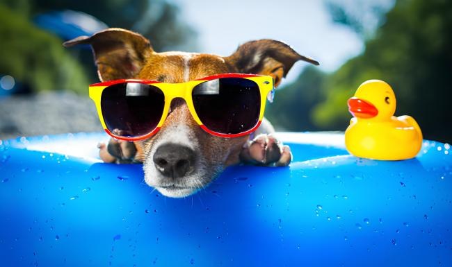 a dog wearing sunglasses and swimming in a pool
