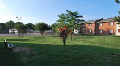 Dog park with green lawn and flowering tree in the center