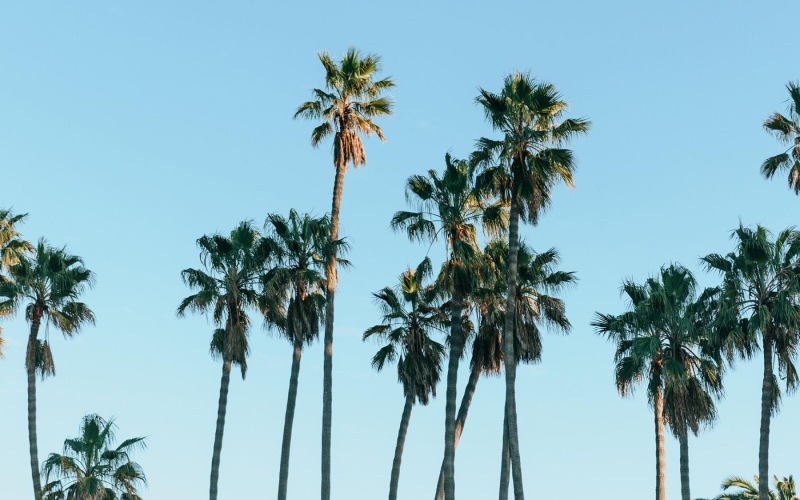 palm trees against a blue sky