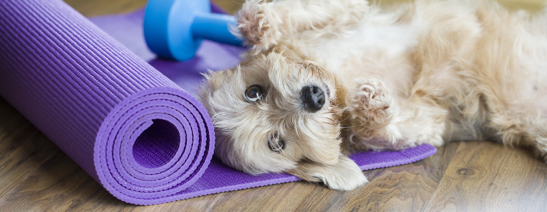 dog laying on a yoga mat with a free weight behind it