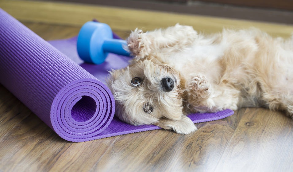 puppy laying on a yoga mat on its back with a free weight behind it