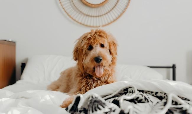 a dog sitting on a bed