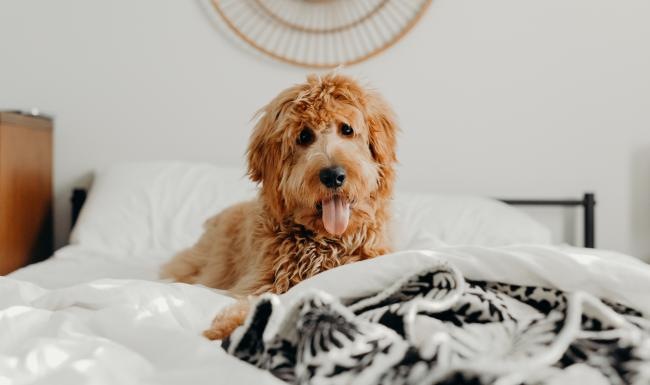 a dog sitting on a bed