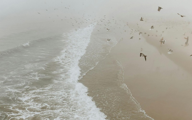 a group of birds flying over a beach