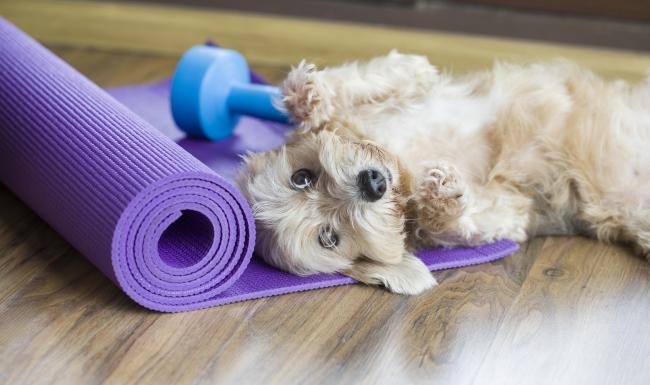 a dog lying on the floor