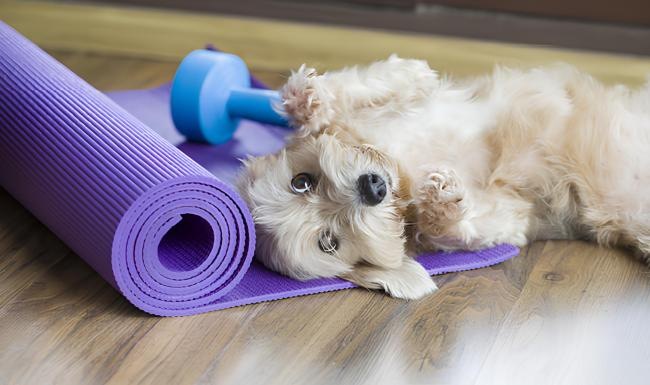 a dog lying on the floor