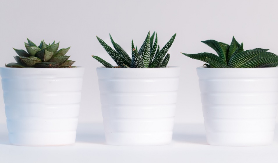 three succulents in white pots