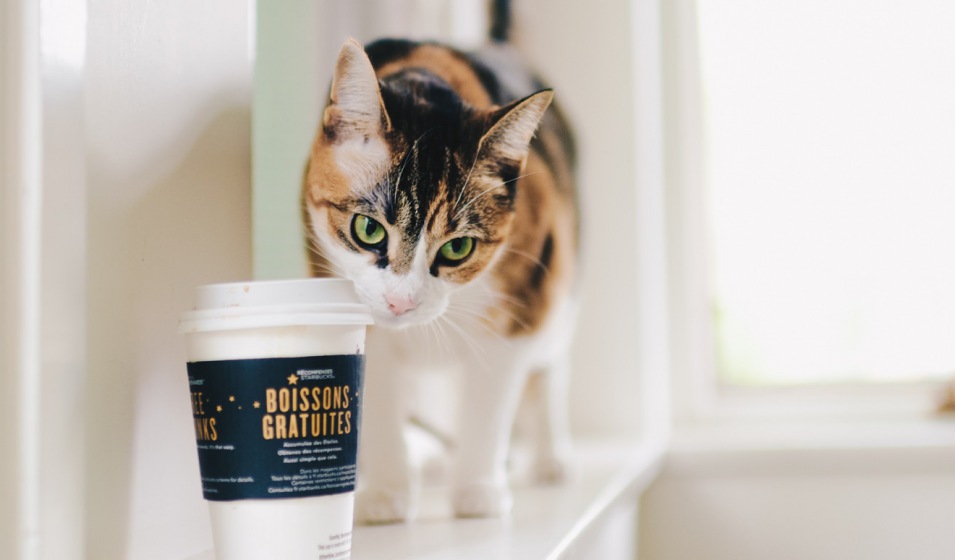 cat on a ledge looking curiously at cup of coffee with lid