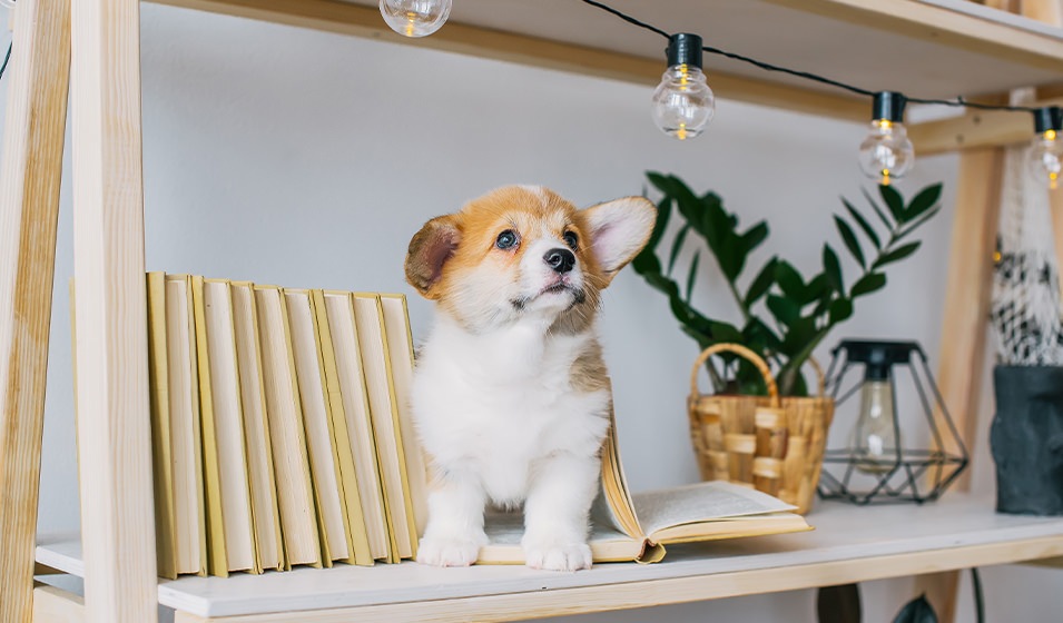 A small dog sitting on a bookshelf