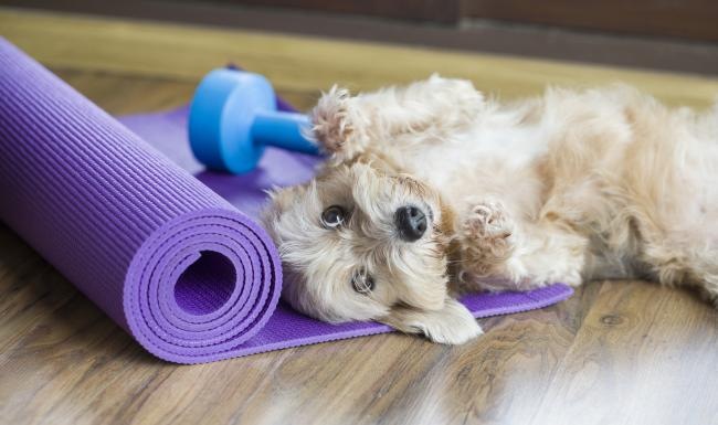a dog lying on the floor
