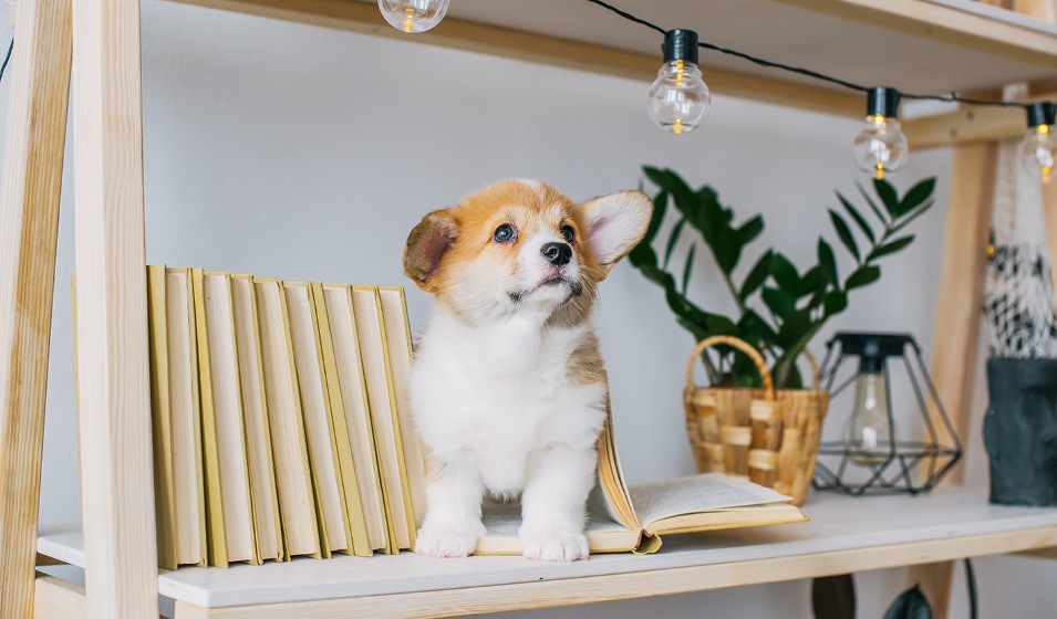 puppy on a minimally decorated shelf