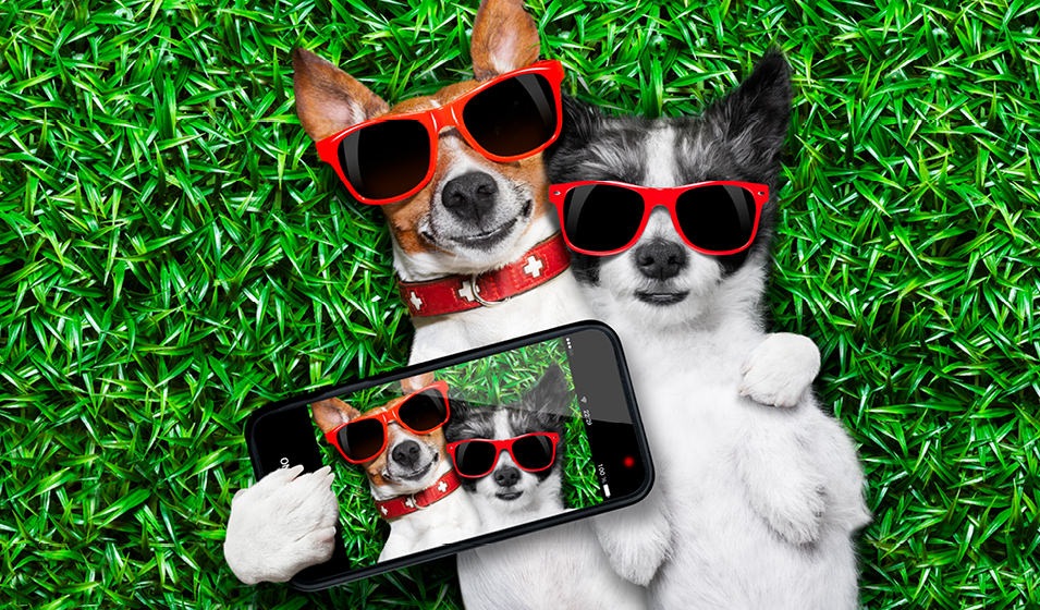 two pups laying on the grass, holding an iphone with an image of them on it