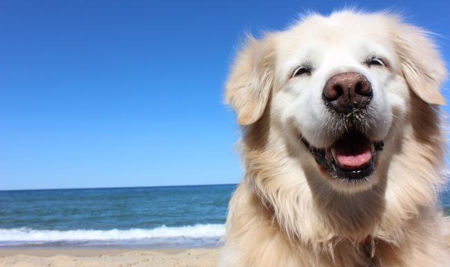 a dog on a beach