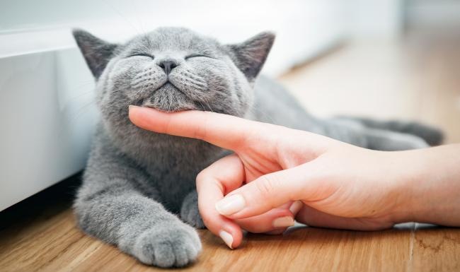 a person petting a cat