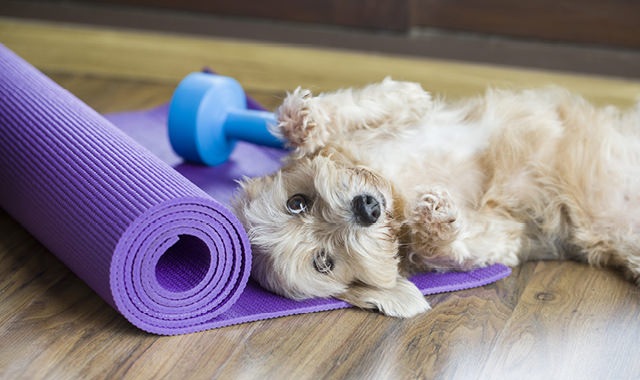 dog laying on a yoga mat with a free weight behind it