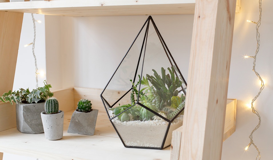 terrarium and potted succulents on wooden shelf