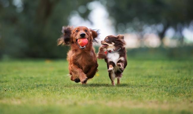 a group of dogs running in a field